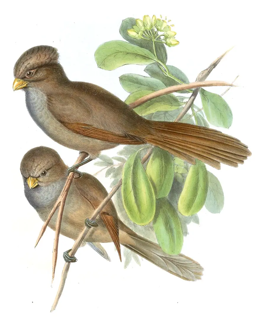 Volume III, plate 76 of Gould's The Birds of Asia: Brown Parrotbill (Paradoxornis unicolor)
