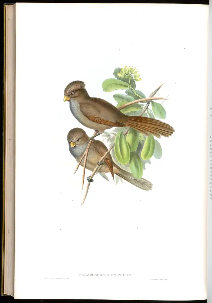The whole sheet of volume III, plate 76, with its engraved caption