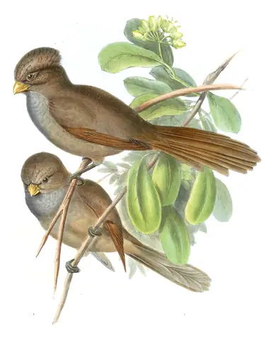 Volume III, plate 76 of Gould's The Birds of Asia: Brown Parrotbill (Paradoxornis unicolor)