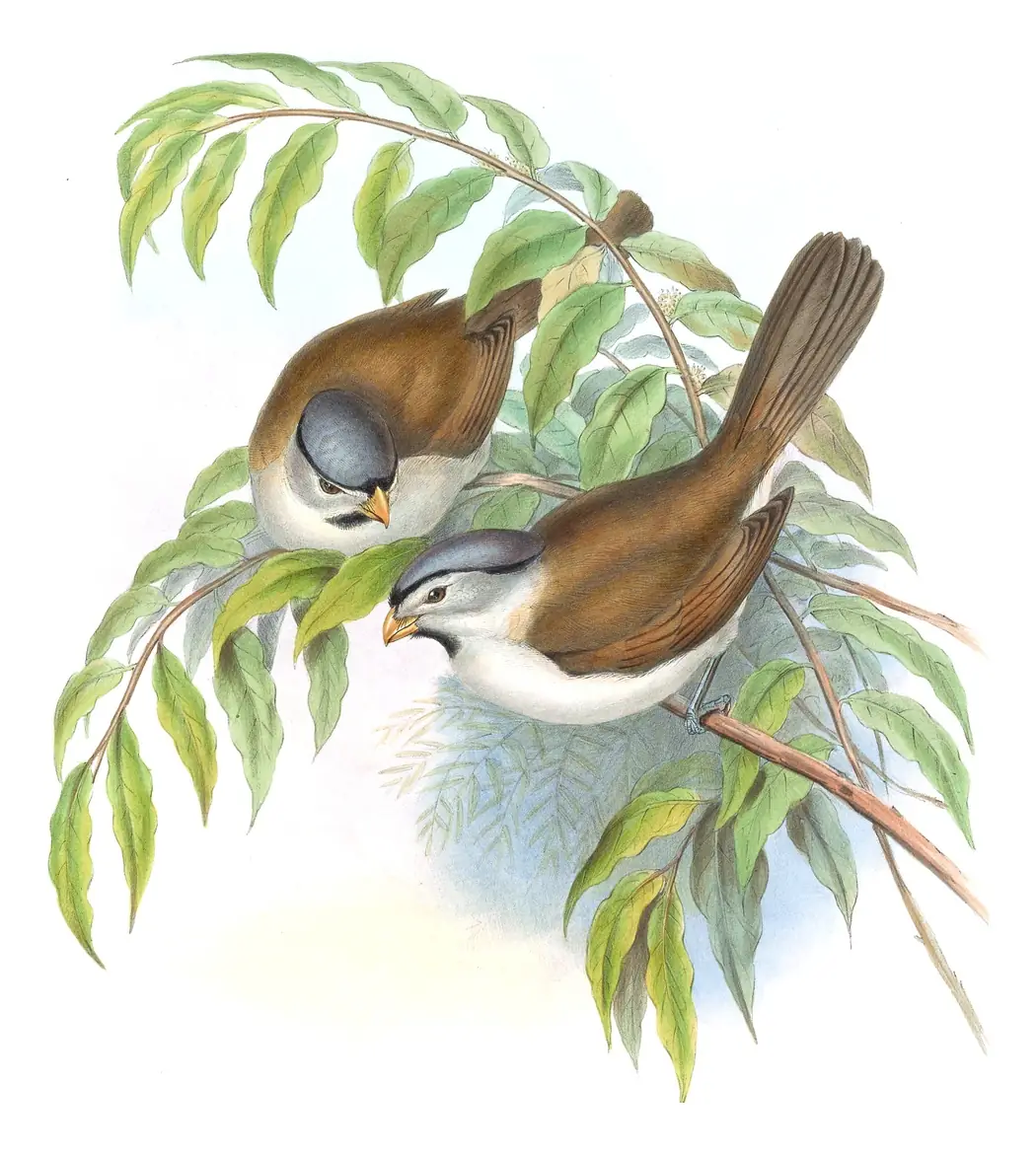 Volume III, plate 77 of Gould's The Birds of Asia: Gray-headed Parrotbill (Paradoxornis gularis)