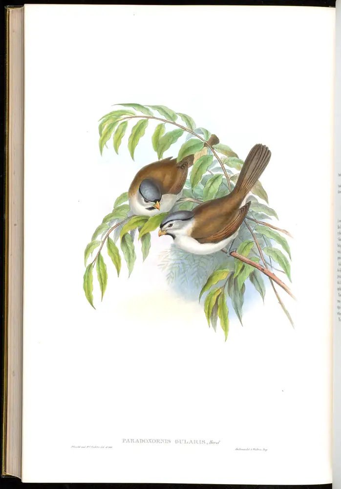 The whole sheet of volume III, plate 77, with its engraved caption