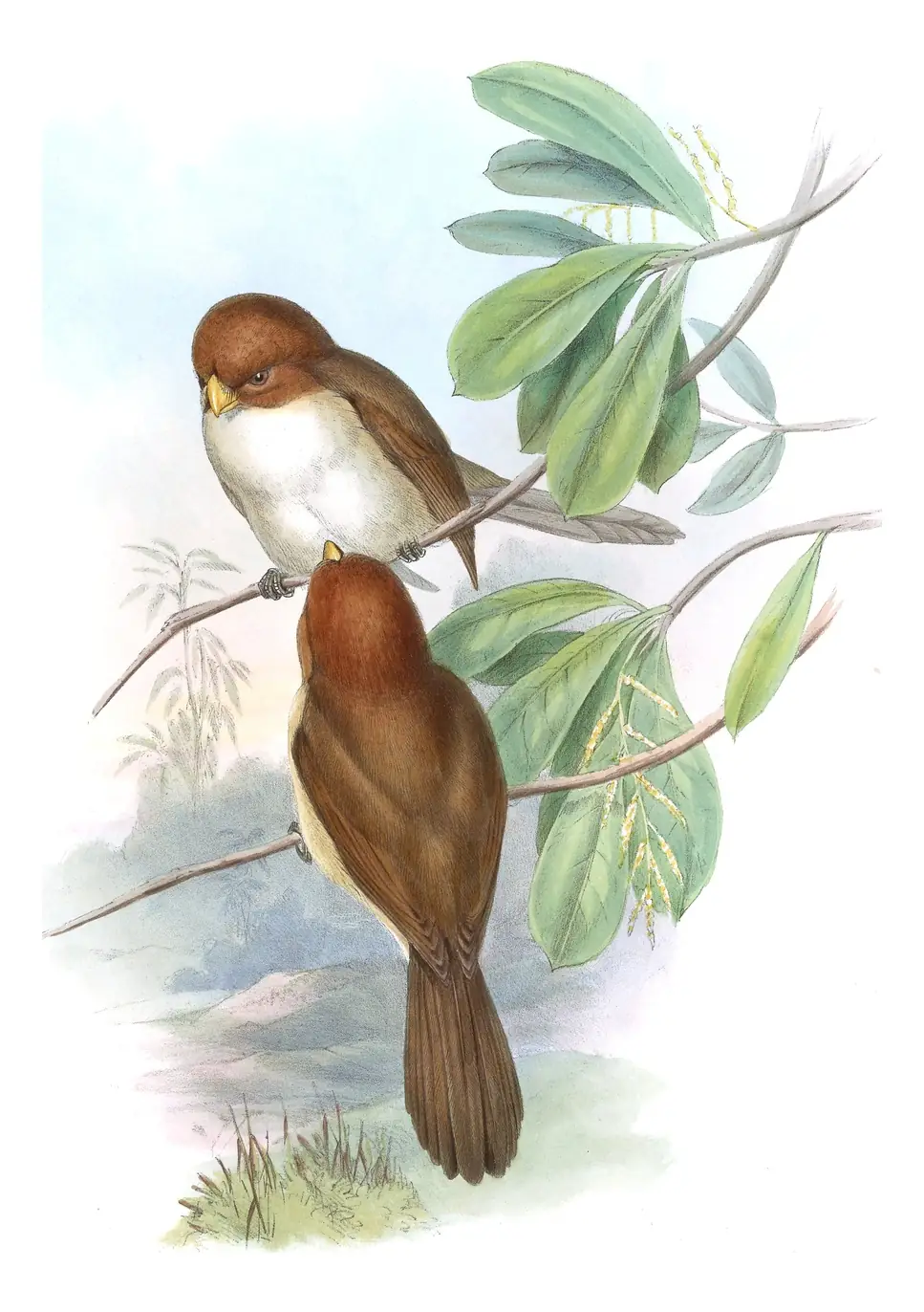 Volume III, plate 78 of Gould's The Birds of Asia: White-breasted Parrotbill (Paradoxornis ruficeps)