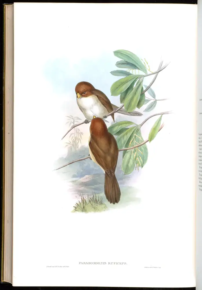 The whole sheet of volume III, plate 78, with its engraved caption