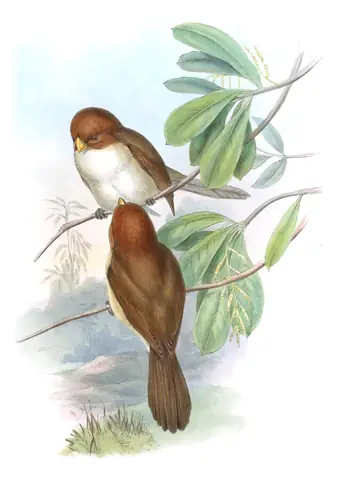 Volume III, plate 78 of Gould's The Birds of Asia: White-breasted Parrotbill (Paradoxornis ruficeps)