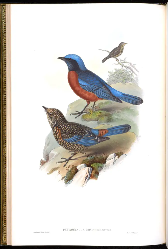 The whole sheet of volume III, plate 8, with its engraved caption