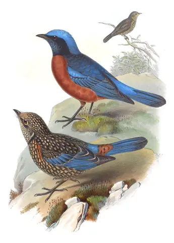 Volume III, plate 8 of Gould's The Birds of Asia: Chestnut-bellied Rock-Thrush (Monticola rufiventris)