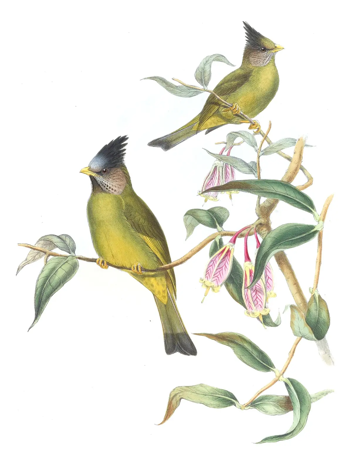 Volume III, plate 9 of Gould's The Birds of Asia: Crested Finchbill (Spizixos canifrons)