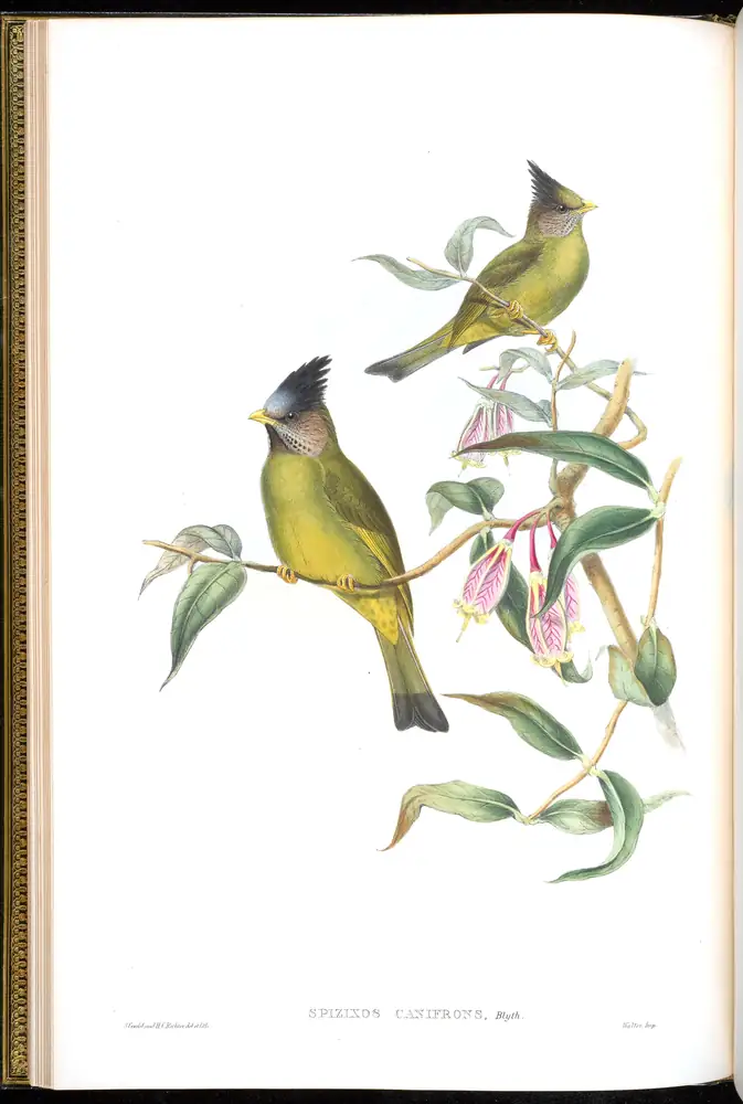 The whole sheet of volume III, plate 9, with its engraved caption