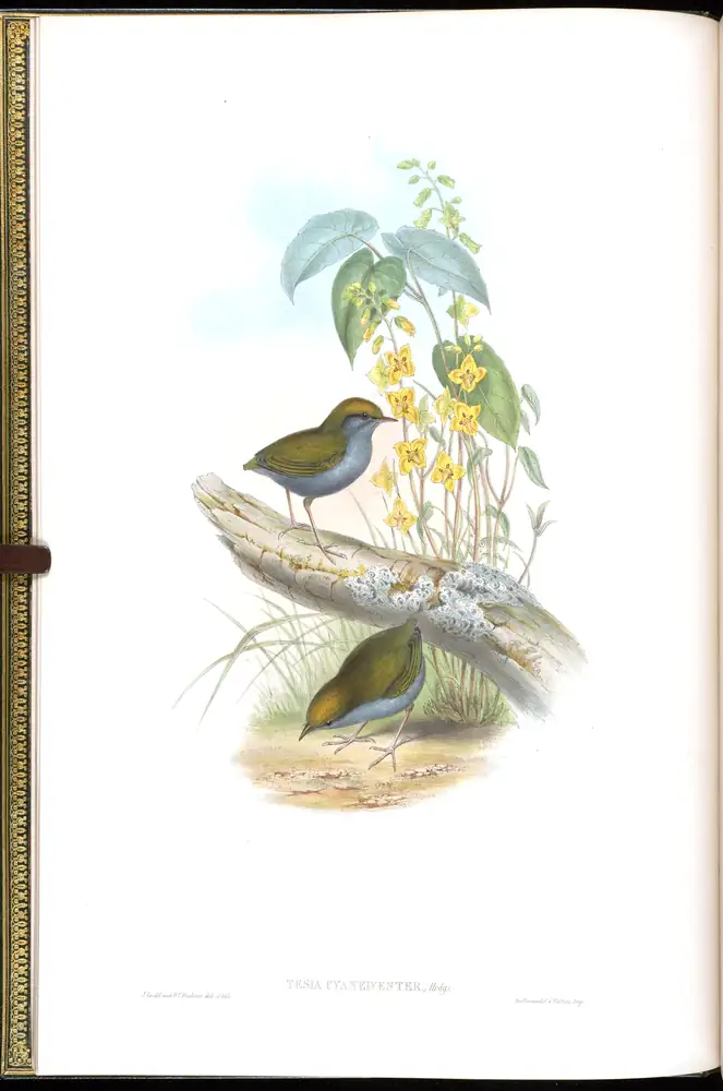 The whole sheet of volume IV, plate 1, with its engraved caption