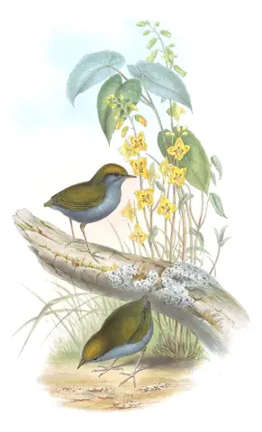 Volume IV, plate 1 of Gould's The Birds of Asia: Gray-bellied Tesia (Tesia cyaniventer)