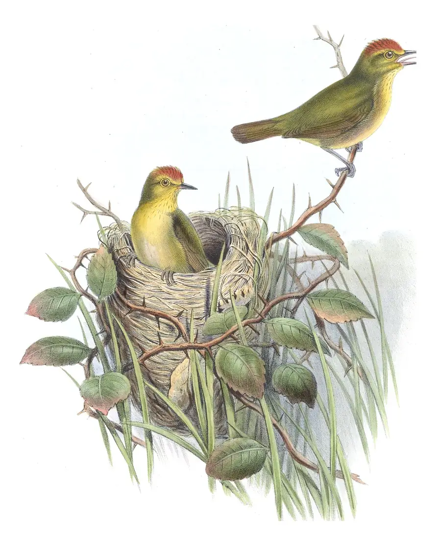 Volume IV, plate 10 of Gould's The Birds of Asia: Rufous-capped Babbler (Cyanoderma ruficeps)
