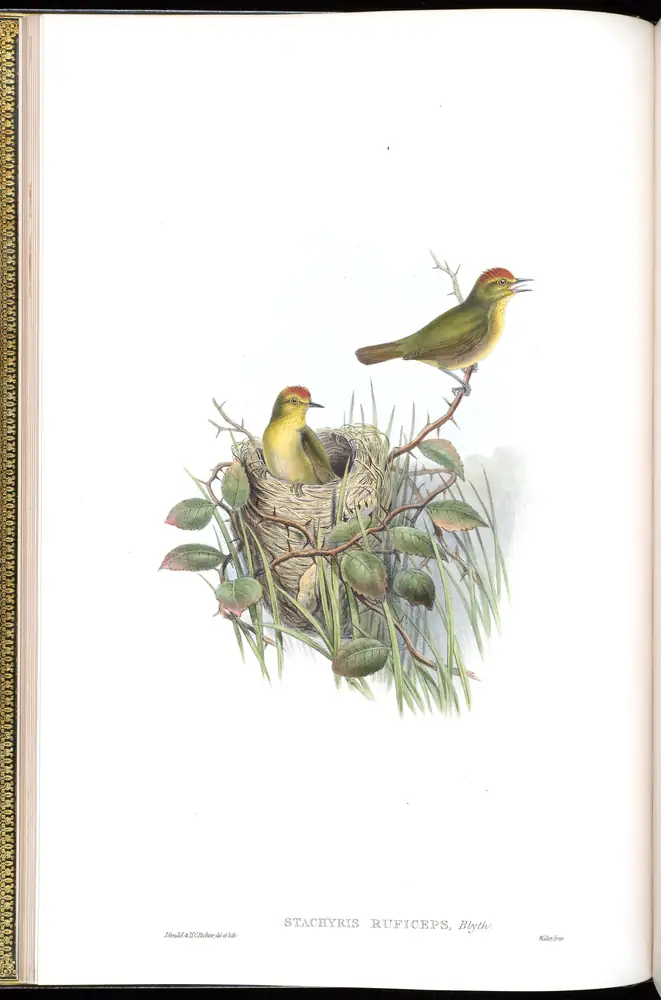 The whole sheet of volume IV, plate 10, with its engraved caption