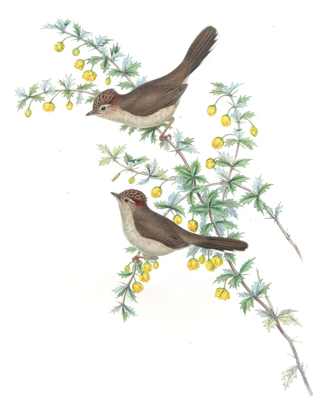 Volume IV, plate 11 of Gould's The Birds of Asia: Striated Yuhina (Staphida castaniceps)
