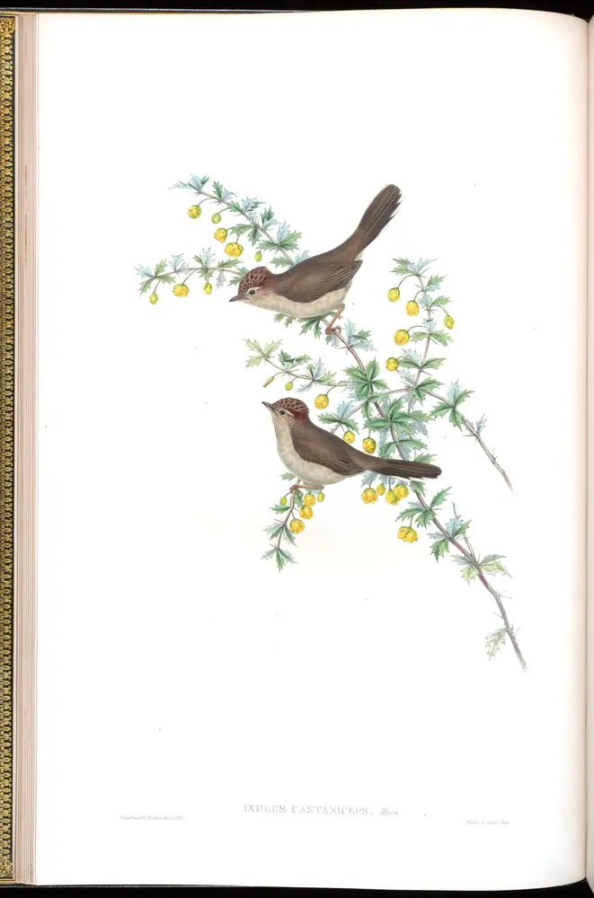 The whole sheet of volume IV, plate 11, with its engraved caption