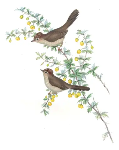 Volume IV, plate 11 of Gould's The Birds of Asia: Striated Yuhina (Staphida castaniceps)