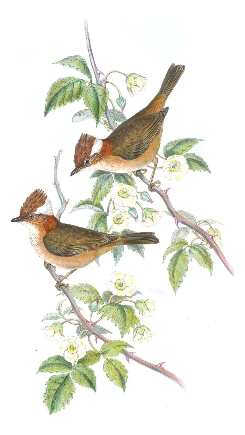 Volume IV, plate 12 of Gould's The Birds of Asia: White-naped Yuhina (Yuhina bakeri)