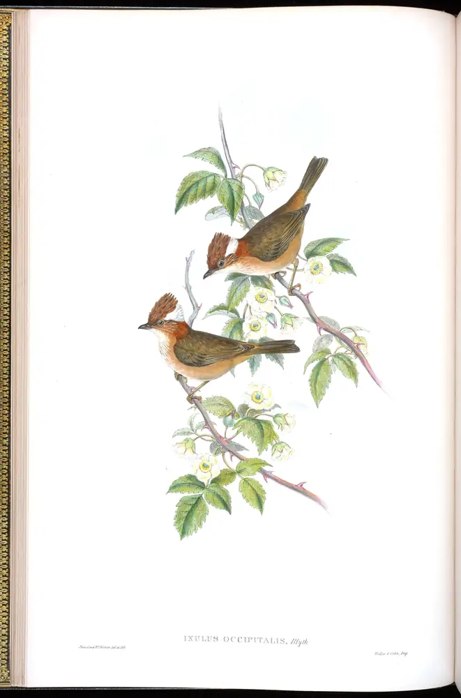 The whole sheet of volume IV, plate 12, with its engraved caption