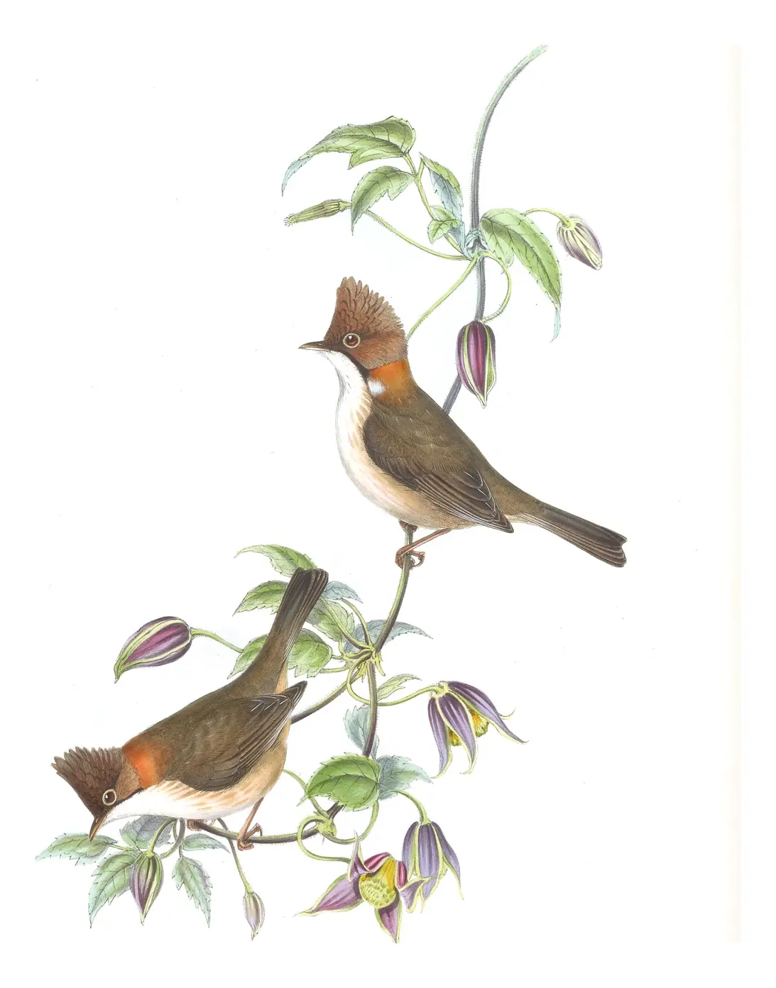 Volume IV, plate 13 of Gould's The Birds of Asia: Whiskered Yuhina (Yuhina flavicollis)