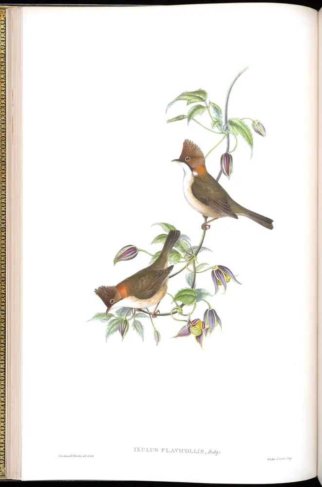 The whole sheet of volume IV, plate 13, with its engraved caption