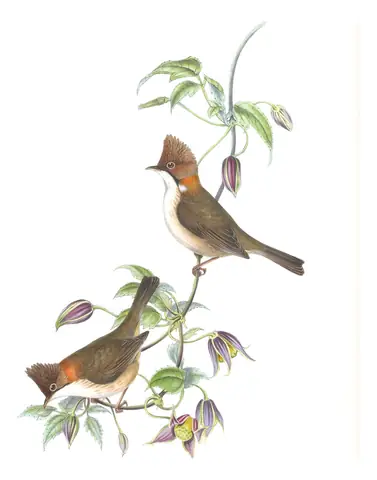 Volume IV, plate 13 of Gould's The Birds of Asia: Whiskered Yuhina (Yuhina flavicollis)
