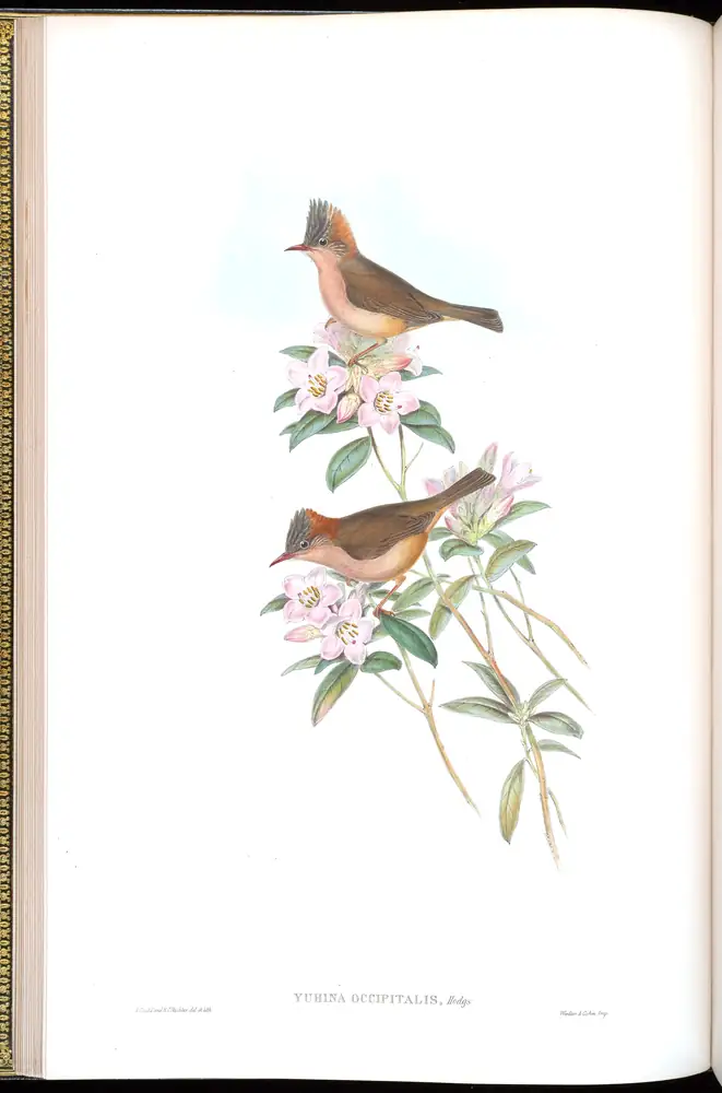 The whole sheet of volume IV, plate 14, with its engraved caption