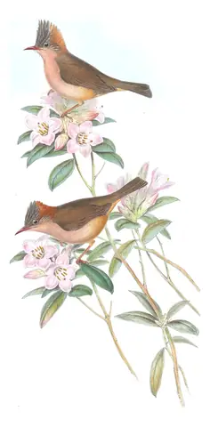 Volume IV, plate 14 of Gould's The Birds of Asia: Rufous-vented Yuhina (Yuhina occipitalis)