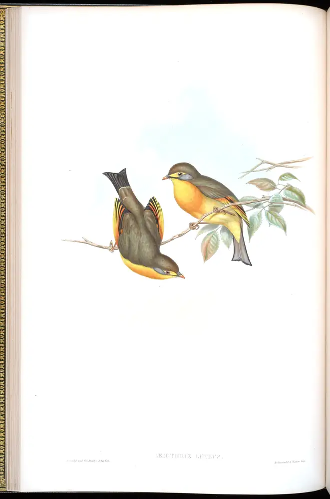 The whole sheet of volume IV, plate 15, with its engraved caption