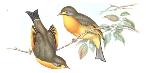 Volume IV, plate 15 of Gould's The Birds of Asia: Red-billed Leiothrix (Leiothrix lutea)