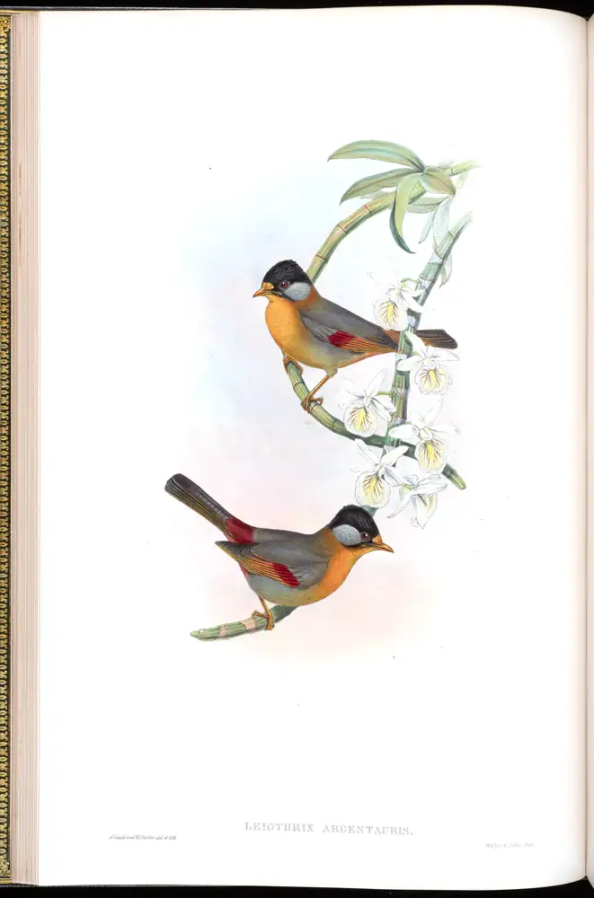 The whole sheet of volume IV, plate 16, with its engraved caption
