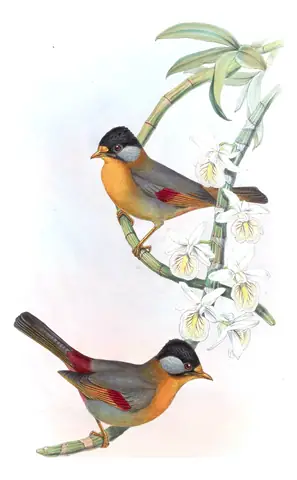 Volume IV, plate 16 of Gould's The Birds of Asia: Silver-eared Mesia (Leiothrix argentauris)