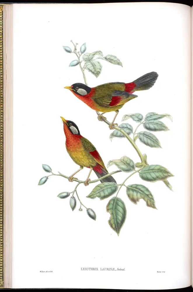 The whole sheet of volume IV, plate 17, with its engraved caption