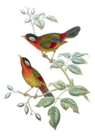 Volume IV, plate 17 of Gould's The Birds of Asia: Silver-eared Mesia (Leiothrix argentauris)