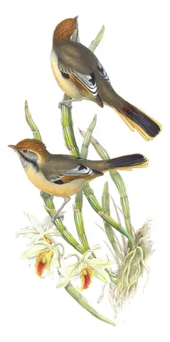 Volume IV, plate 18 of Gould's The Birds of Asia: Chestnut-tailed Minla (Actinodura strigula)