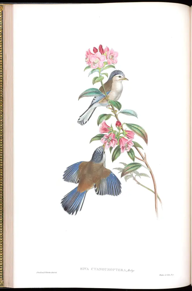 The whole sheet of volume IV, plate 19, with its engraved caption