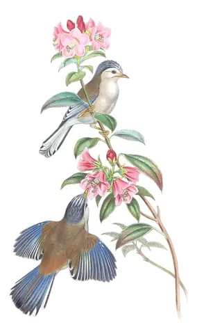 Volume IV, plate 19 of Gould's The Birds of Asia: Blue-winged Minla (Actinodura cyanouroptera)