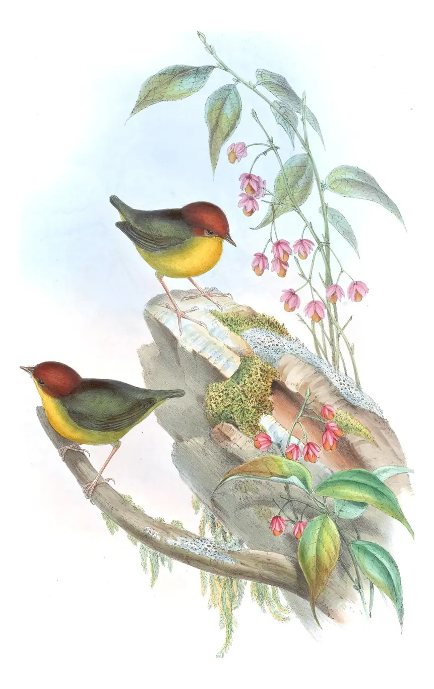Volume IV, plate 2 of Gould's The Birds of Asia: Chestnut-headed Tesia (Cettia castaneocoronata)
