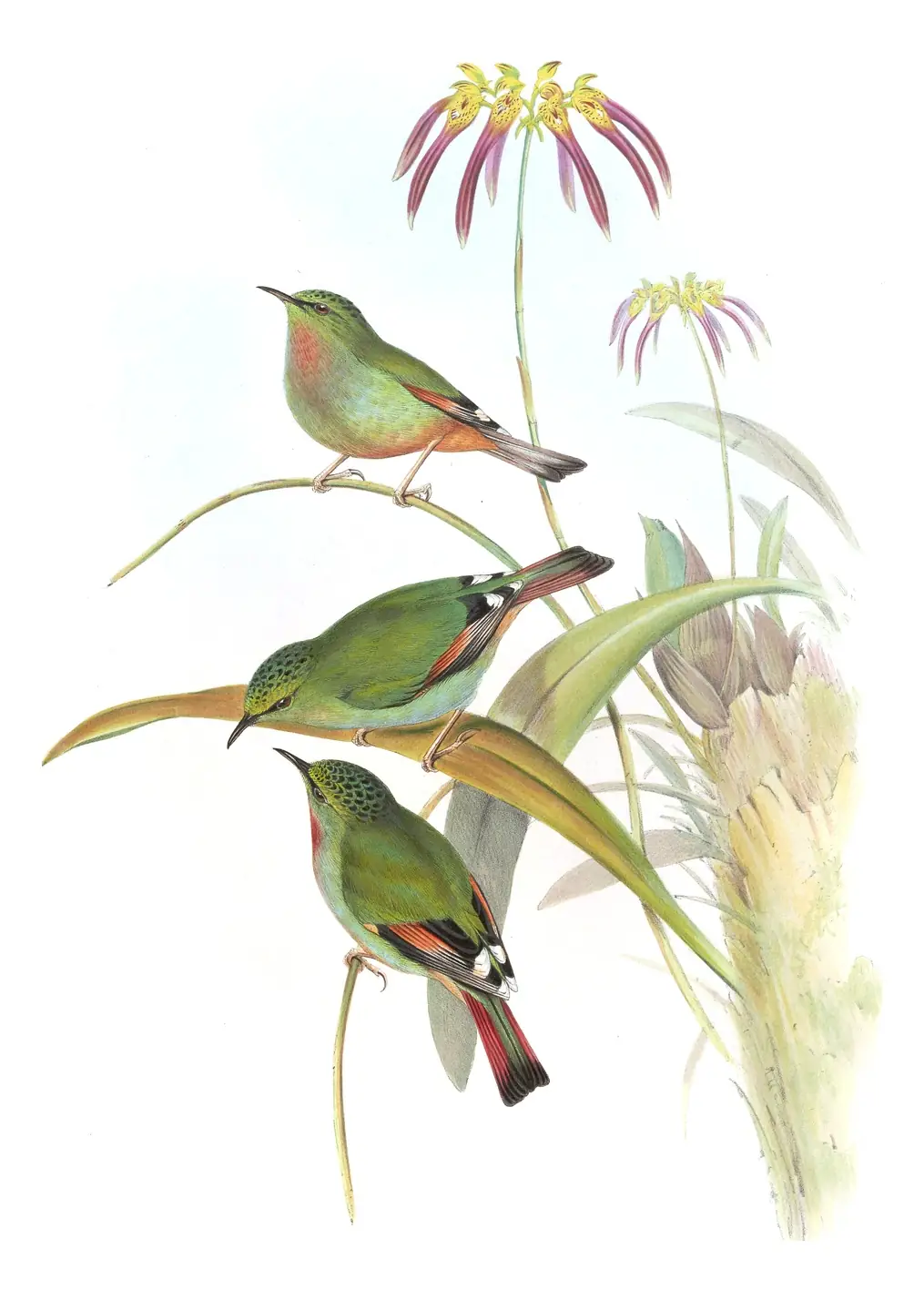 Volume IV, plate 20 of Gould's The Birds of Asia: Fire-tailed Myzornis (Myzornis pyrrhoura)