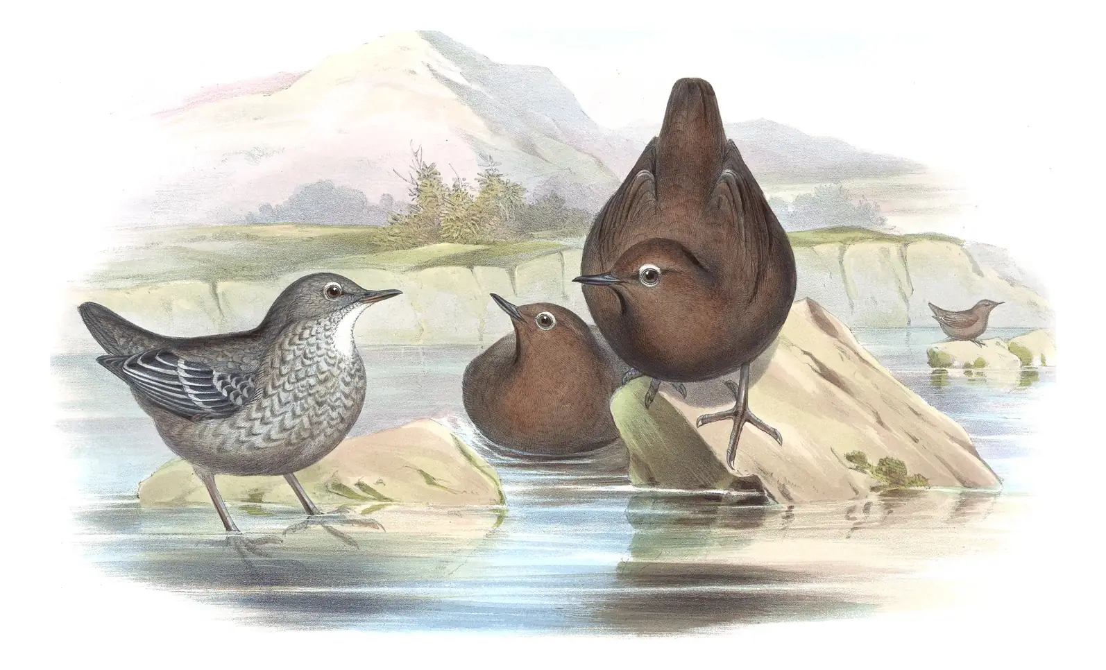 Volume IV, plate 21 of Gould's The Birds of Asia: Brown Dipper (Cinclus pallasii)