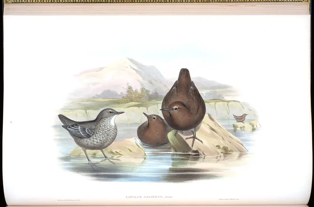 The whole sheet of volume IV, plate 21, with its engraved caption