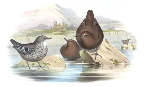 Volume IV, plate 21 of Gould's The Birds of Asia: Brown Dipper (Cinclus pallasii)