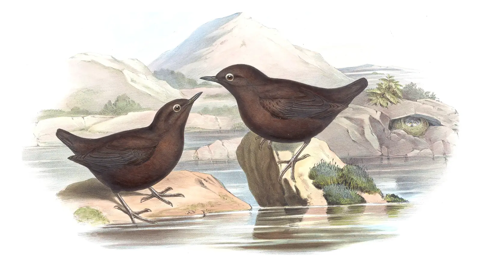 Volume IV, plate 22 of Gould's The Birds of Asia: Brown Dipper (Cinclus pallasii)