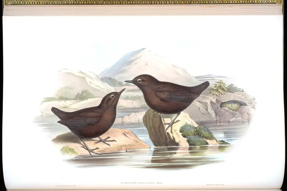 The whole sheet of volume IV, plate 22, with its engraved caption