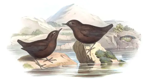 Volume IV, plate 22 of Gould's The Birds of Asia: Brown Dipper (Cinclus pallasii)