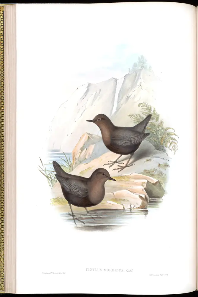 The whole sheet of volume IV, plate 23, with its engraved caption