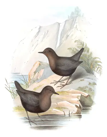 Volume IV, plate 23 of Gould's The Birds of Asia: White-throated Dipper (Cinclus cinclus)