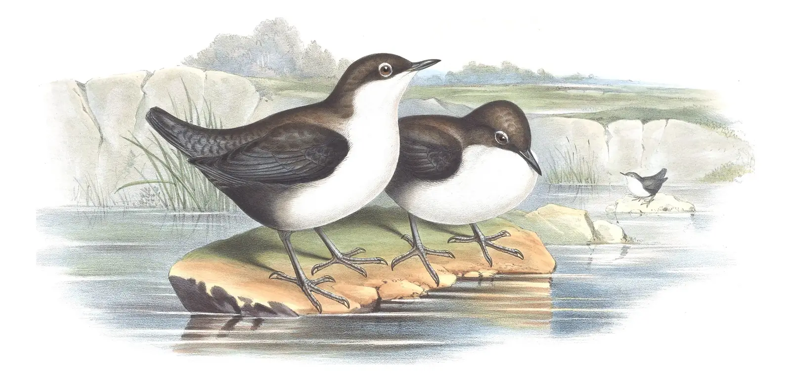 Volume IV, plate 24 of Gould's The Birds of Asia: White-throated Dipper (Cinclus cinclus)