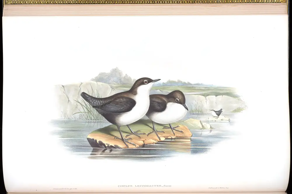 The whole sheet of volume IV, plate 24, with its engraved caption
