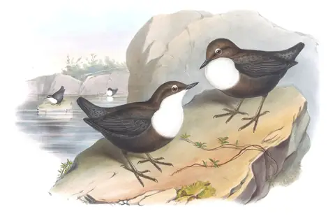Volume IV, plate 25 of Gould's The Birds of Asia: White-throated Dipper (Cinclus cinclus)
