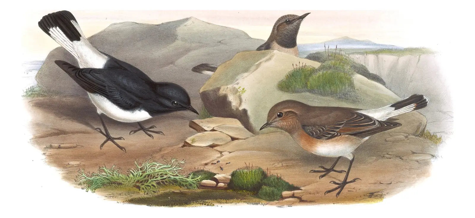 Volume IV, plate 26 of Gould's The Birds of Asia: Variable Wheatear (Oenanthe picata)
