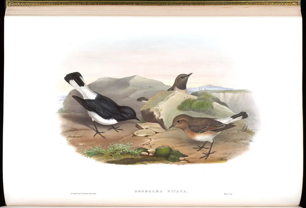 The whole sheet of volume IV, plate 26, with its engraved caption